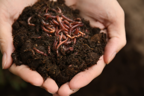 How to Start a Worm Farm in 7 Easy Steps